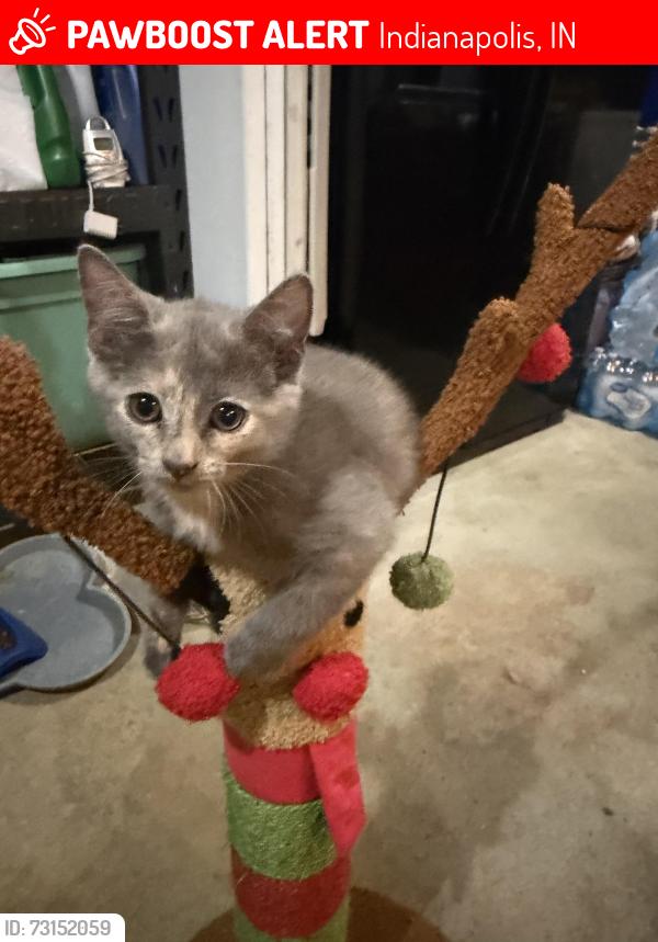Lost Female Cat last seen East Washington St & Mitthoefer Rd, Indianapolis, IN 46229