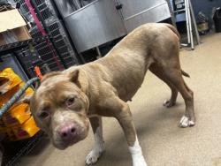 Shelter Stray Female Dog last seen Near Bonsal Rd Conley, 30288, 30288, GA, 3280 Chamblee Dunwoody Rd, Chamblee, GA 30341, USA