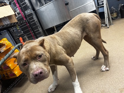 Shelter Stray Female Dog last seen Near Bonsal Rd Conley, 30288, 30288, GA, 3280 Chamblee Dunwoody Rd, Chamblee, GA 30341, USA
