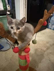 Lost Female Cat last seen East Washington St & Mitthoefer Rd, Indianapolis, IN 46229