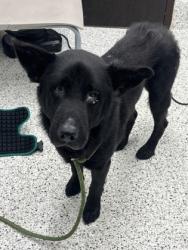 Shelter Stray Male Dog last seen Near Fulton Industrial Blvd NW, Atlanta, GA, 1251 Fulton Industrial Blvd NW, Atlanta, GA 30336, USA