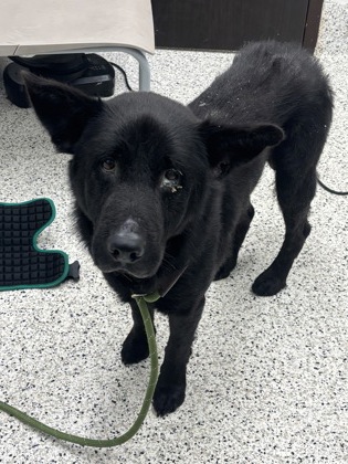 Shelter Stray Male Dog last seen Near Fulton Industrial Blvd NW, Atlanta, GA, 1251 Fulton Industrial Blvd NW, Atlanta, GA 30336, USA