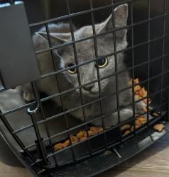 Shelter Stray Male Cat last seen Marietta Boulevard Northwest & Moores Mill Road, Atlanta, GA, 1251 Fulton Industrial Blvd NW, Atlanta, GA 30336, USA