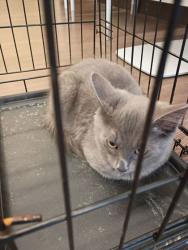 Shelter Stray Male Cat last seen Near Hazelwood Dr, Atlanta, GA, 1251 Fulton Industrial Blvd NW, Atlanta, GA 30336, USA