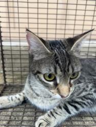 Shelter Stray Female Cat last seen Near SILVERSTONE LN; CP, City of Cedar Park, TX, 1855 SE Inner Loop, Georgetown, TX 78626, USA