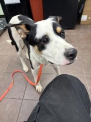 Shelter Stray Unknown Dog last seen Near BLK Old Bridge, District 1 - North Cleburne, TX, 2375 Service Dr, Cleburne, TX 76033, USA