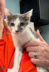 Shelter Stray Female Cat last seen Downtown, District 1 - North Cleburne,, 2375 Service Dr, Cleburne, TX 76033, USA