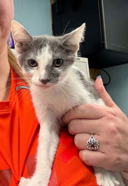 Shelter Stray Female Cat last seen Downtown, District 1 - North Cleburne,, 2375 Service Dr, Cleburne, TX 76033, USA