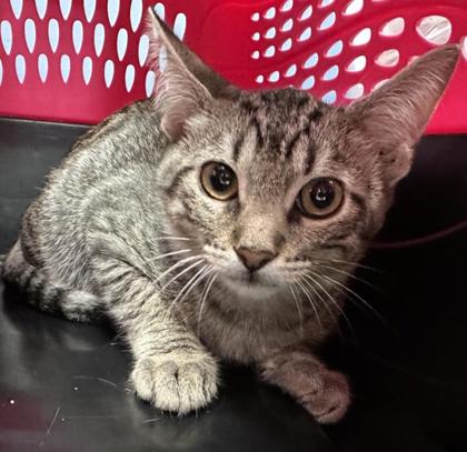 Shelter Stray Male Cat last seen Chuck Wagon Ct., Zone 1, TX, 8755 Farm to Market 1516, Converse, TX 78109, USA