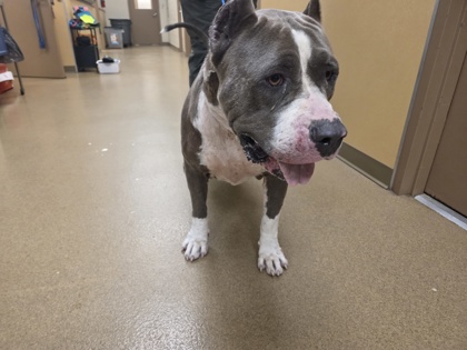 Shelter Stray Female Dog last seen Cedar hill police station, Cedar Hill, TX, 1150 E Pleasant Run Rd, Cedar Hill, TX 75104, USA