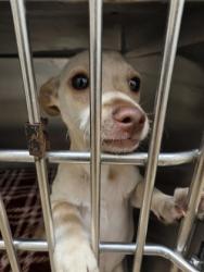 Shelter Stray Male Dog last seen Near grand teton, Cedar Hill, TX, 1150 E Pleasant Run Rd, Cedar Hill, TX 75104, USA