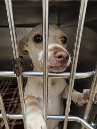 Shelter Stray Male Dog last seen Near grand teton, Cedar Hill, TX, 1150 E Pleasant Run Rd, Cedar Hill, TX 75104, USA