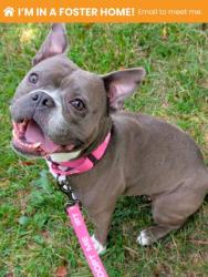 Shelter Stray Female Dog last seen Near W. Baltimore St., 21223, MD, 301 Stockholm St, Baltimore, MD 21230, USA
