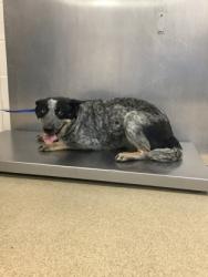 Shelter Stray Female Dog last seen Near burton ave, East District, TX, 355 Hillshire Dr, Haslet, TX 76052, USA
