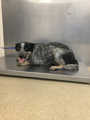 Shelter Stray Female Dog last seen Near burton ave, East District, TX, 355 Hillshire Dr, Haslet, TX 76052, USA