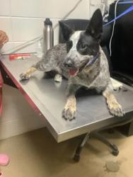 Shelter Stray Male Dog last seen Near burton ave, East District, TX, 355 Hillshire Dr, Haslet, TX 76052, USA
