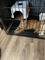 Reunited Male Cat last seen Miller/Beloat (near MC85) - Parkside neighborhood, Buckeye, AZ 85326