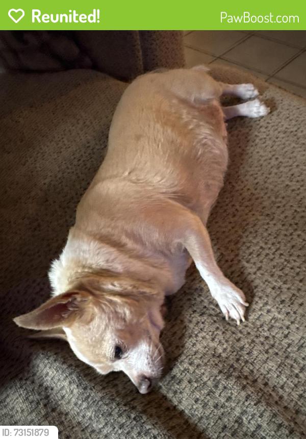 Reunited Female Dog last seen Reed park, Mesa, AZ 85206