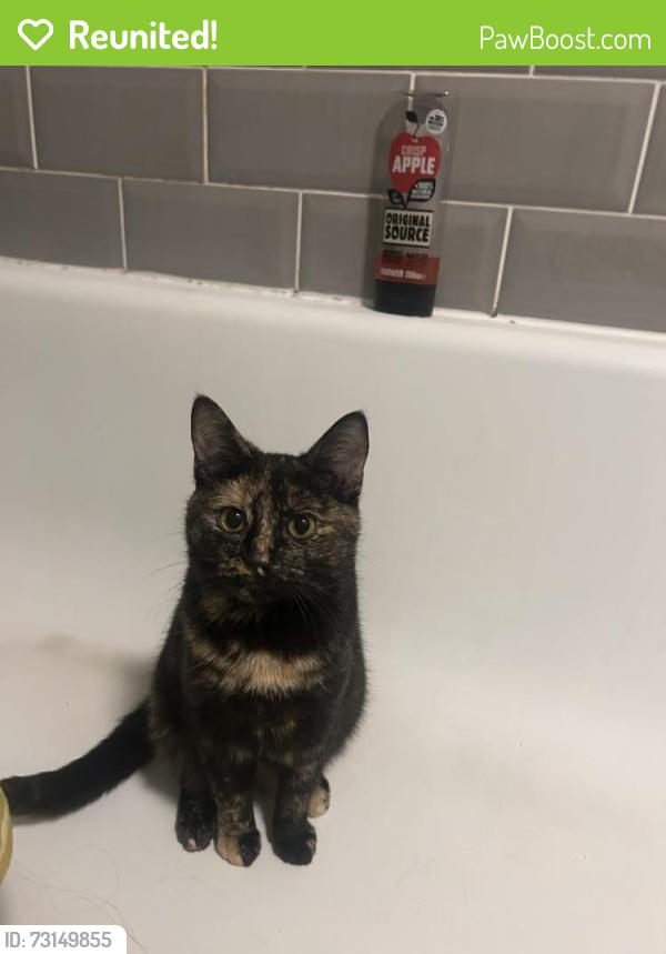 Reunited Female Cat last seen High Road trimley st Mary, Trimley Saint Mary, England 