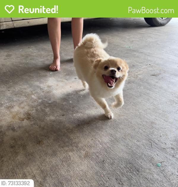 Reunited Unknown Dog last seen Bryan High School, Bryan, TX 77802
