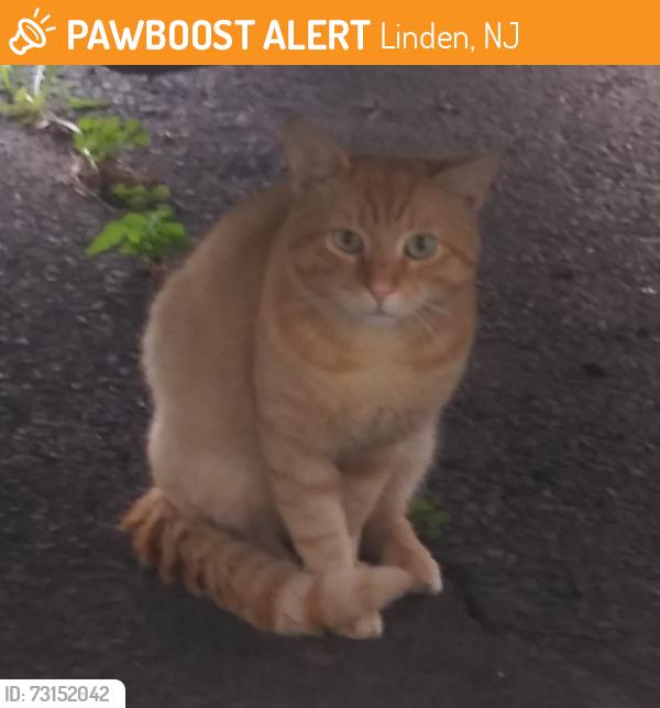 Found/Stray Male Cat last seen Near Park Ave and Elizabeth Ave, Linden, NJ 07036