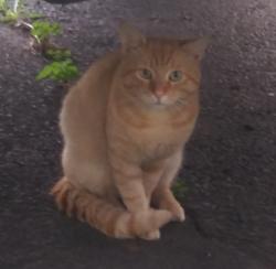 Found/Stray Male Cat last seen Near Park Ave and Elizabeth Ave, Linden, NJ 07036