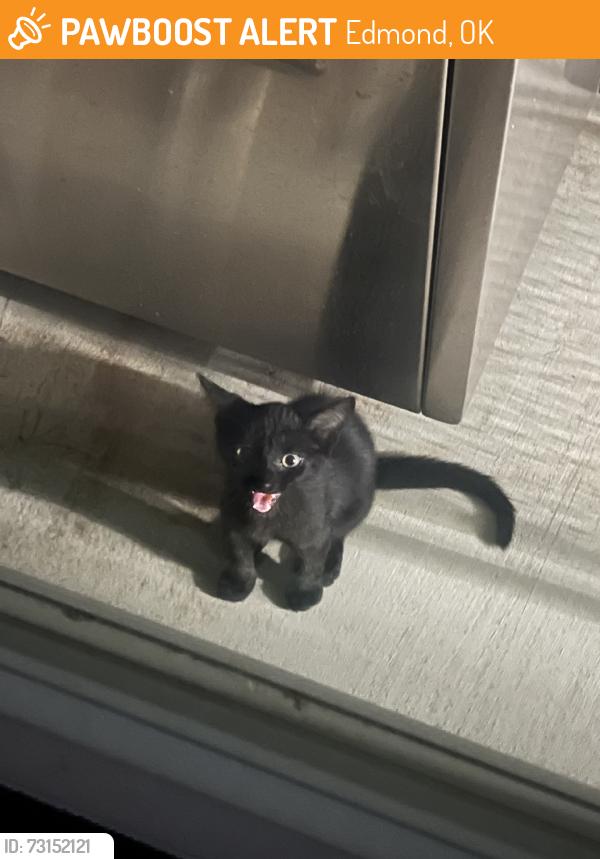 Found/Stray Unknown Cat last seen 2nd and Coltrane, Edmond, OK 73034
