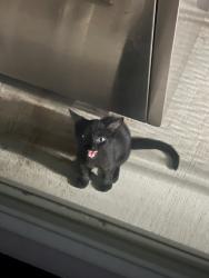 Found/Stray Unknown Cat last seen 2nd and Coltrane, Edmond, OK 73034