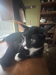 Lost Male Cat last seen Old Decatur and mosaic, Fort Worth, TX 76179