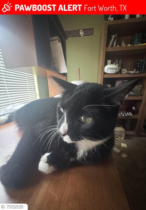 Lost Male Cat last seen Old Decatur and mosaic, Fort Worth, TX 76179