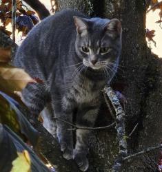 Lost Male Cat last seen Chronicles and East Peone Pines Dr, Mead, WA 99021