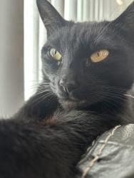 Lost Female Cat last seen Near Woodlawn Ave, Chula Vista, CA 91910