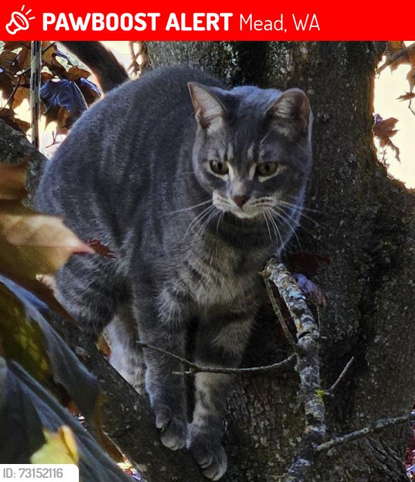 Lost Male Cat last seen Chronicles and East Peone Pines Dr, Mead, WA 99021