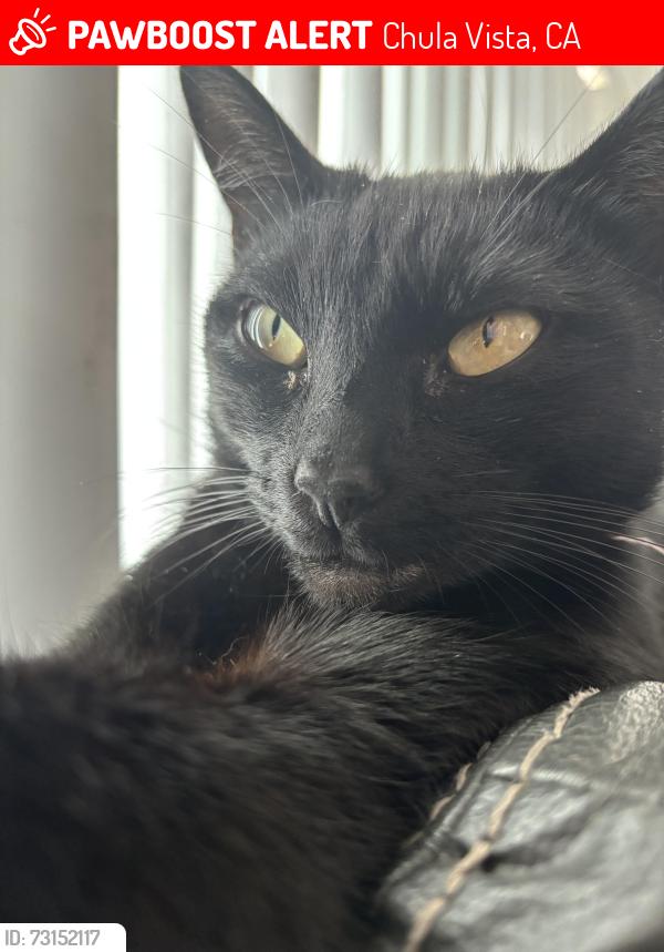 Lost Female Cat last seen Near Woodlawn Ave, Chula Vista, CA 91910