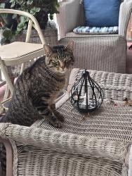 Found/Stray Unknown Cat last seen 60th street 5th avenue, Kenosha, WI 53140