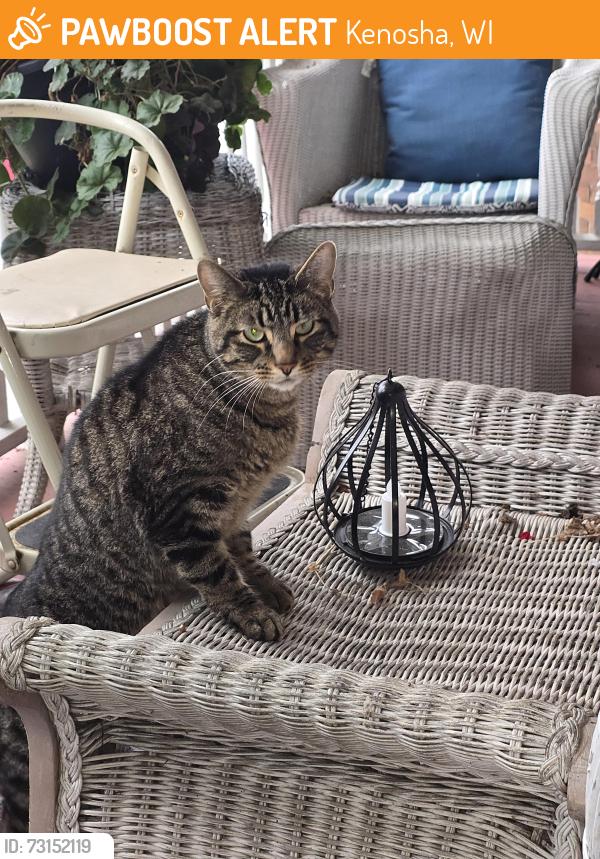 Found/Stray Unknown Cat last seen 60th street 5th avenue, Kenosha, WI 53140