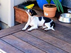 Found/Stray Male Dog last seen Meadow Pines Ave. and Civic Center Drive, Rohnert Park, CA 94928
