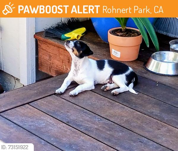 Found/Stray Male Dog last seen Meadow Pines Ave. and Civic Center Drive, Rohnert Park, CA 94928