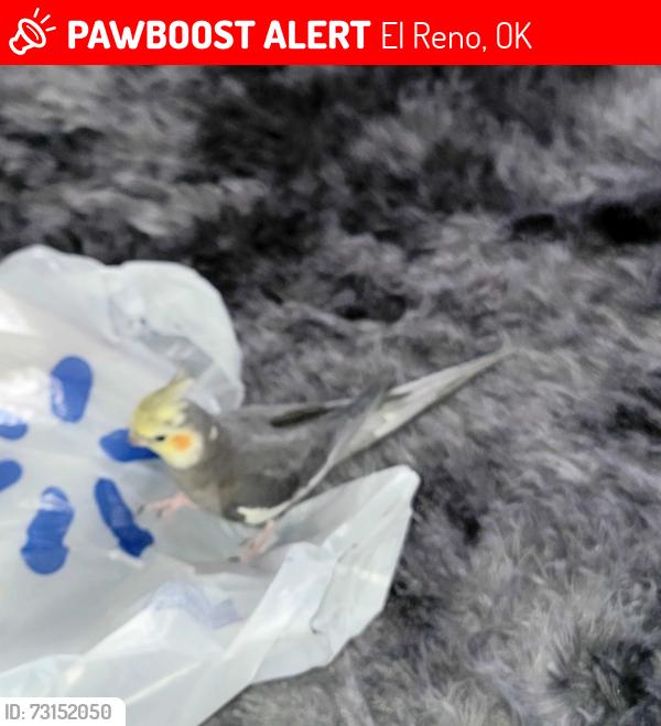 Lost Male Bird last seen Country Club Rd/Shuttee Rd, El Reno, OK 73036