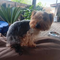 Reunited Male Dog last seen Clavelita St, San Diego, CA 92154, USA, San Diego, CA 92154