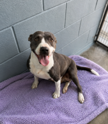 Shelter Stray Female Dog last seen Near Bolton Street, LAFAYETTE, LA, 70508, 410 Dugas Rd, Lafayette, LA 70507, USA