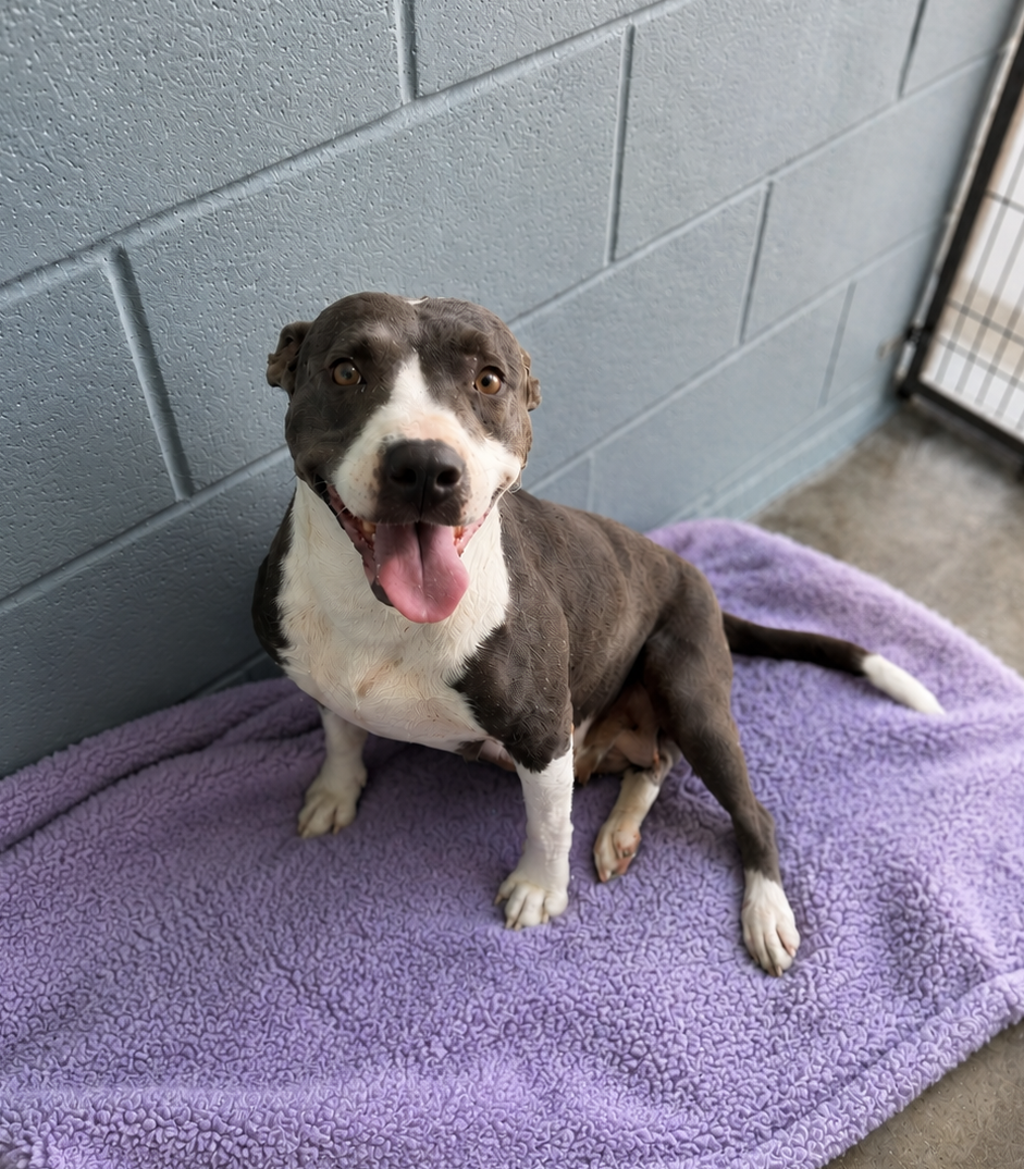 Shelter Stray Female Dog last seen Near Bolton Street, LAFAYETTE, LA, 70508, 410 Dugas Rd, Lafayette, LA 70507, USA
