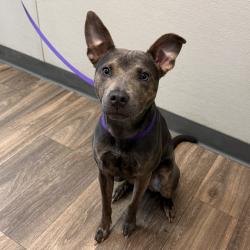 Shelter Stray Female Dog last seen Near Costa Verde Boulevard, San Diego, CA, 92122, 5500 Gaines St, San Diego, CA 92110, USA