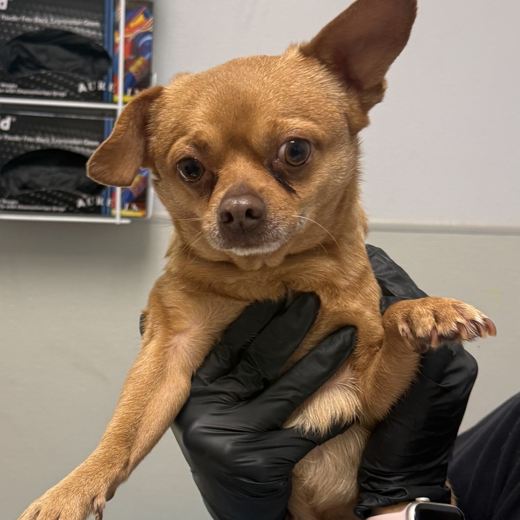 Shelter Stray Male Dog last seen Near Imperial Avenue, San Diego, CA, 92113, 5500 Gaines St, San Diego, CA 92110, USA
