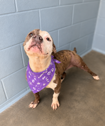 Shelter Stray Female Dog last seen Near Harrington Drive, LAFAYETTE, LA, 70501, 410 Dugas Rd, Lafayette, LA 70507, USA