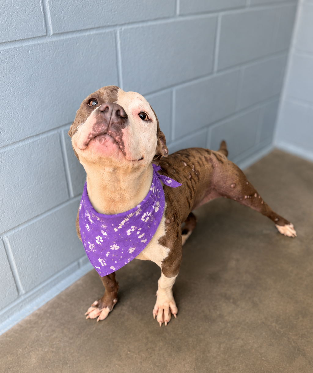 Shelter Stray Female Dog last seen Near Harrington Drive, LAFAYETTE, LA, 70501, 410 Dugas Rd, Lafayette, LA 70507, USA