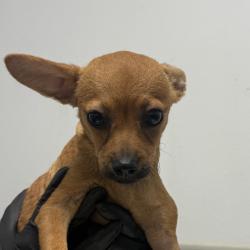 Shelter Stray Male Dog last seen Near Imperial Avenue, San Diego, CA, 92113, 5500 Gaines St, San Diego, CA 92110, USA