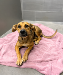 Shelter Stray Female Dog last seen Found in a field -asked nearby people, no one claimed., CARENCRO, LA, 70520, 410 Dugas Rd, Lafayette, LA 70507, USA
