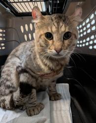 Shelter Stray Male Cat last seen Near Delta Street, San Diego, CA, 92113, 5500 Gaines St, San Diego, CA 92110, USA