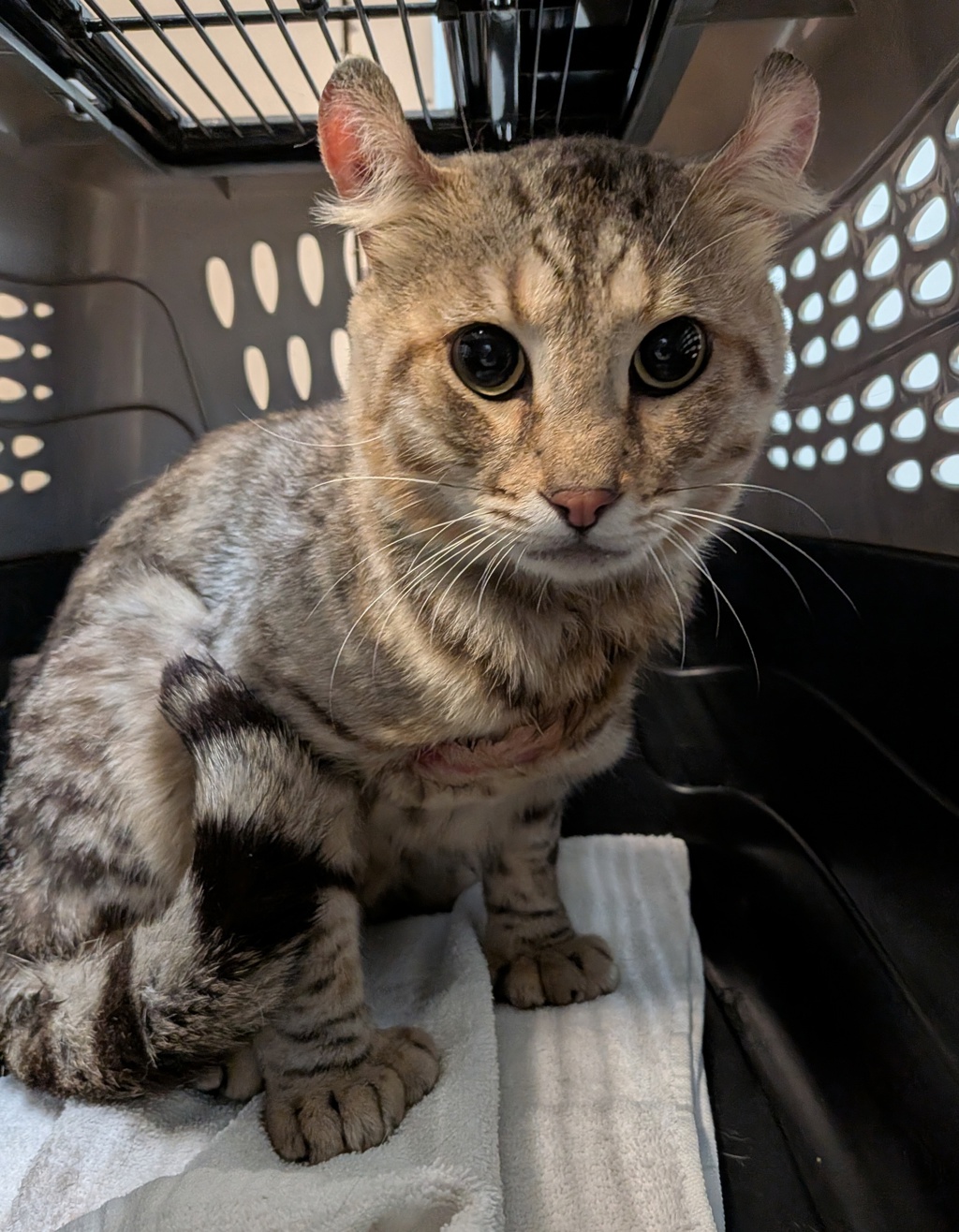 Shelter Stray Male Cat last seen Near Delta Street, San Diego, CA, 92113, 5500 Gaines St, San Diego, CA 92110, USA